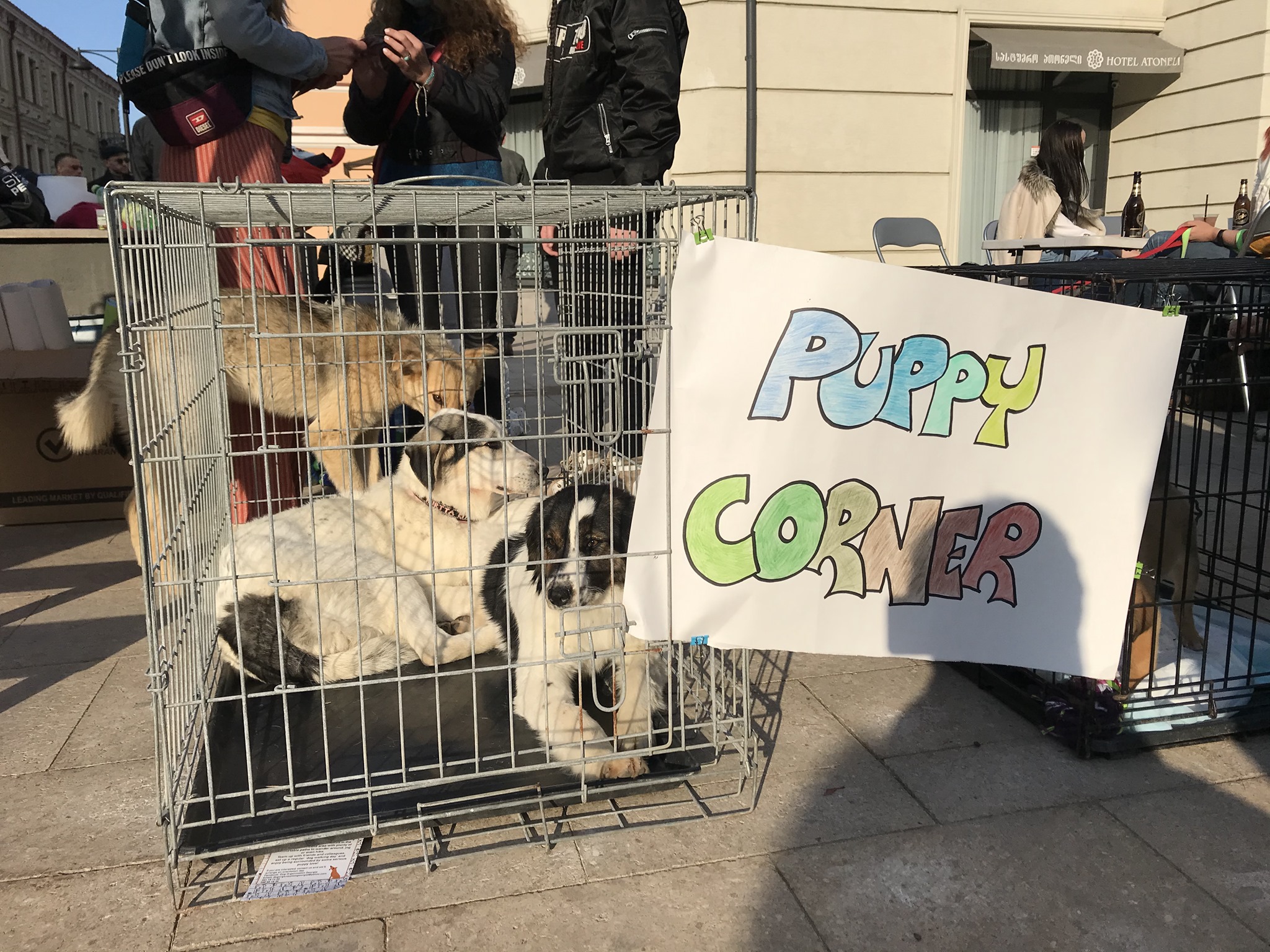 Dog Organization Georgia SPCA International