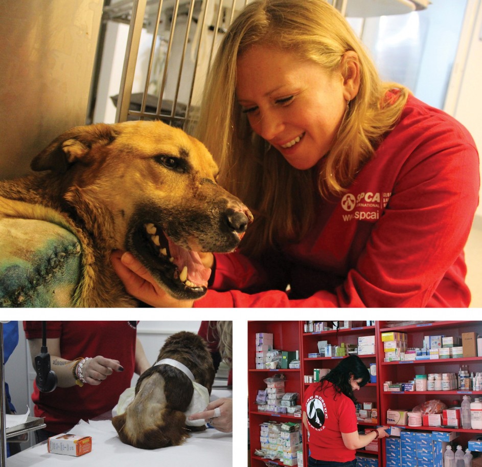 Dog Rescue Romania SPCA International