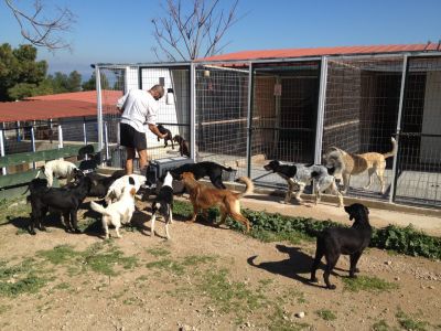 Pan-Hellenic Animal Welfare Federation - SPCA International