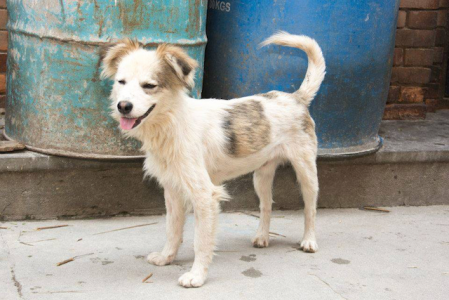Bhaktapur Animal Welfare Society - SPCA International