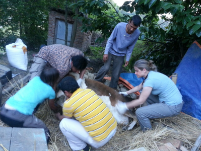 Kathmandu Animal Treatment Centre - SPCA International