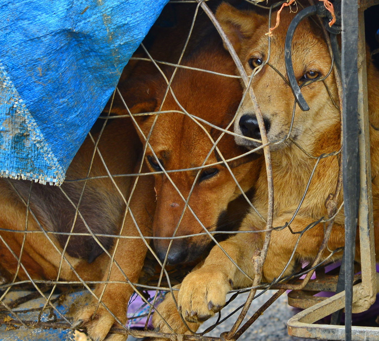 what is the dog meat trade