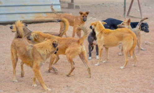 Syrian Team for Animal Rescue - SPCA International