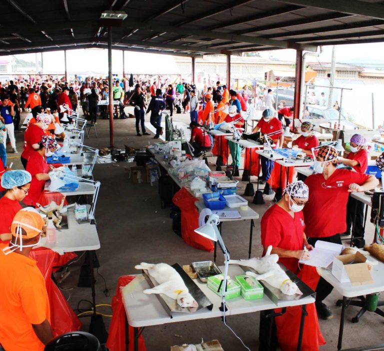 Worldwide Campaigns SPCA International