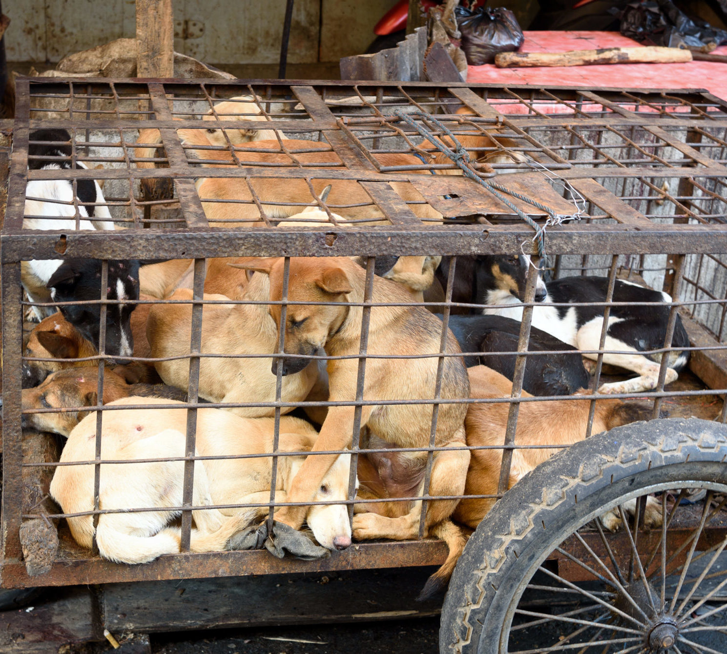 Stop the Dog Meat Trade SPCA International