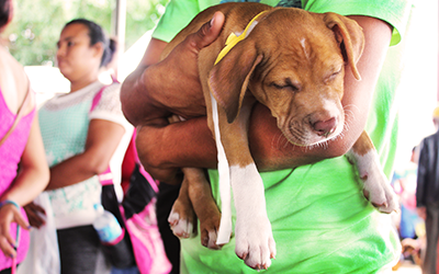 Spay Panama – Shelter Support Fund