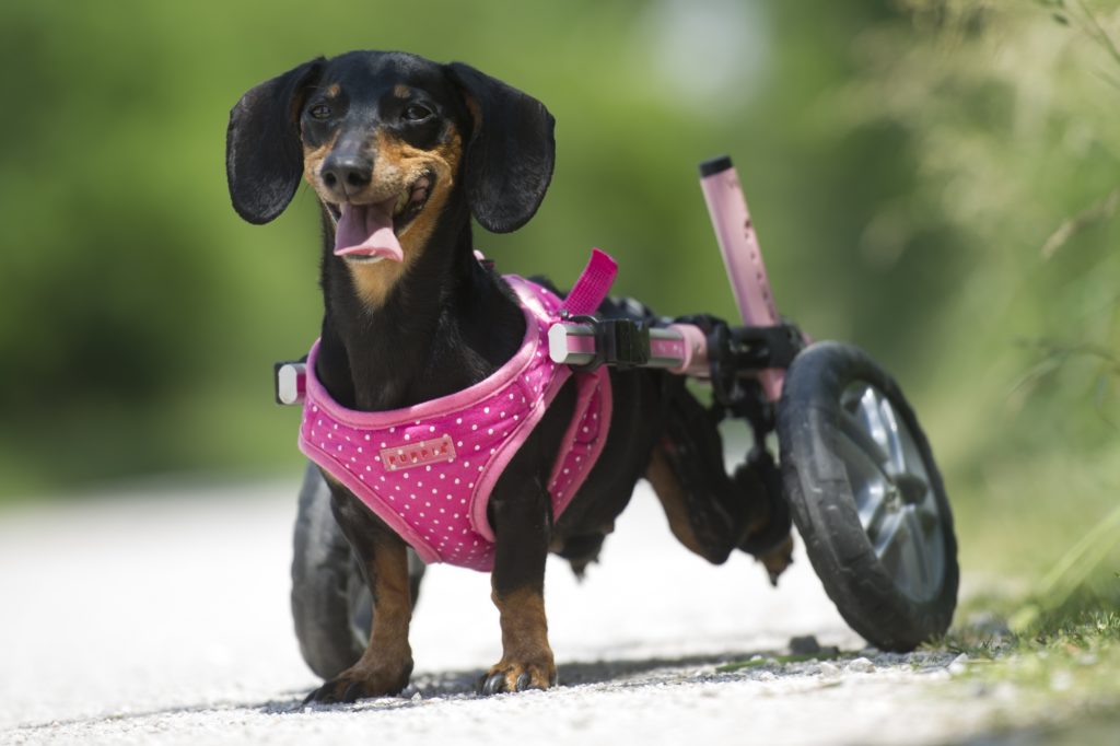 Adopting a Disabled Dog Doesn’t Need to Be Scary! SPCA International