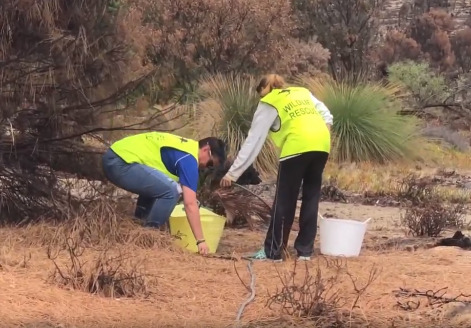 On the Ground in Australia Bushfires, Providing Water to Wildlife