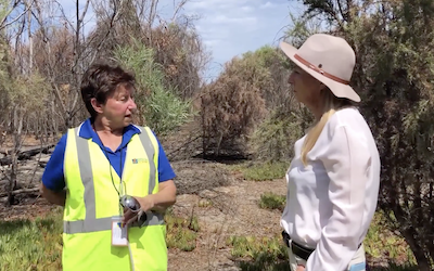 Australia Wildlife Rescues Underway