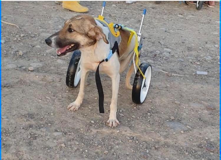 Animal Friends of Kurdistan - SPCA International Animal Friends of Kurdistan - SPCA International