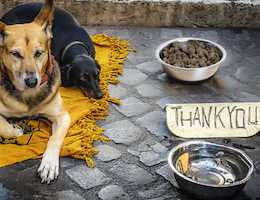 Hungry Shelter Pets Fed by SPCA International Supporters