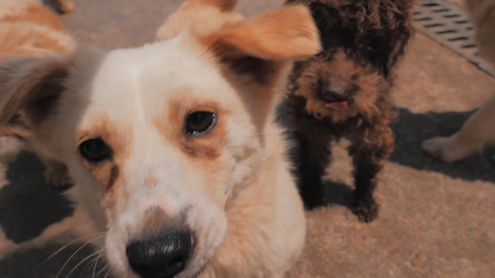 SPCA International Global Animal Rescue