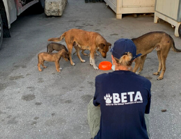 Beirut Disaster Response–SPCA International Partners Spring Into Action