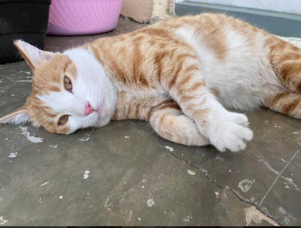 Kabul Small Animal Rescue SPCA International