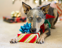 2020 Holiday Gifts – SPCA International Staff Picks