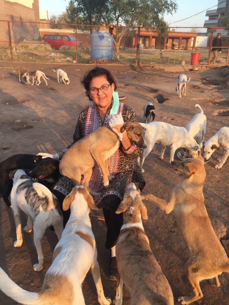 Lucky Animal Protection Shelter - SPCA International