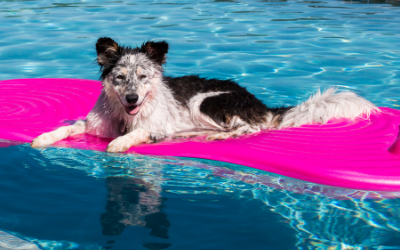 Puppies in Pools