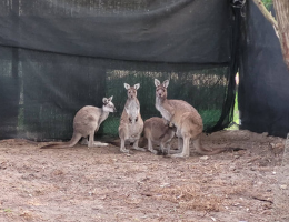 Wildlife Ambulance Funded by SPCA International Helps Save Lives