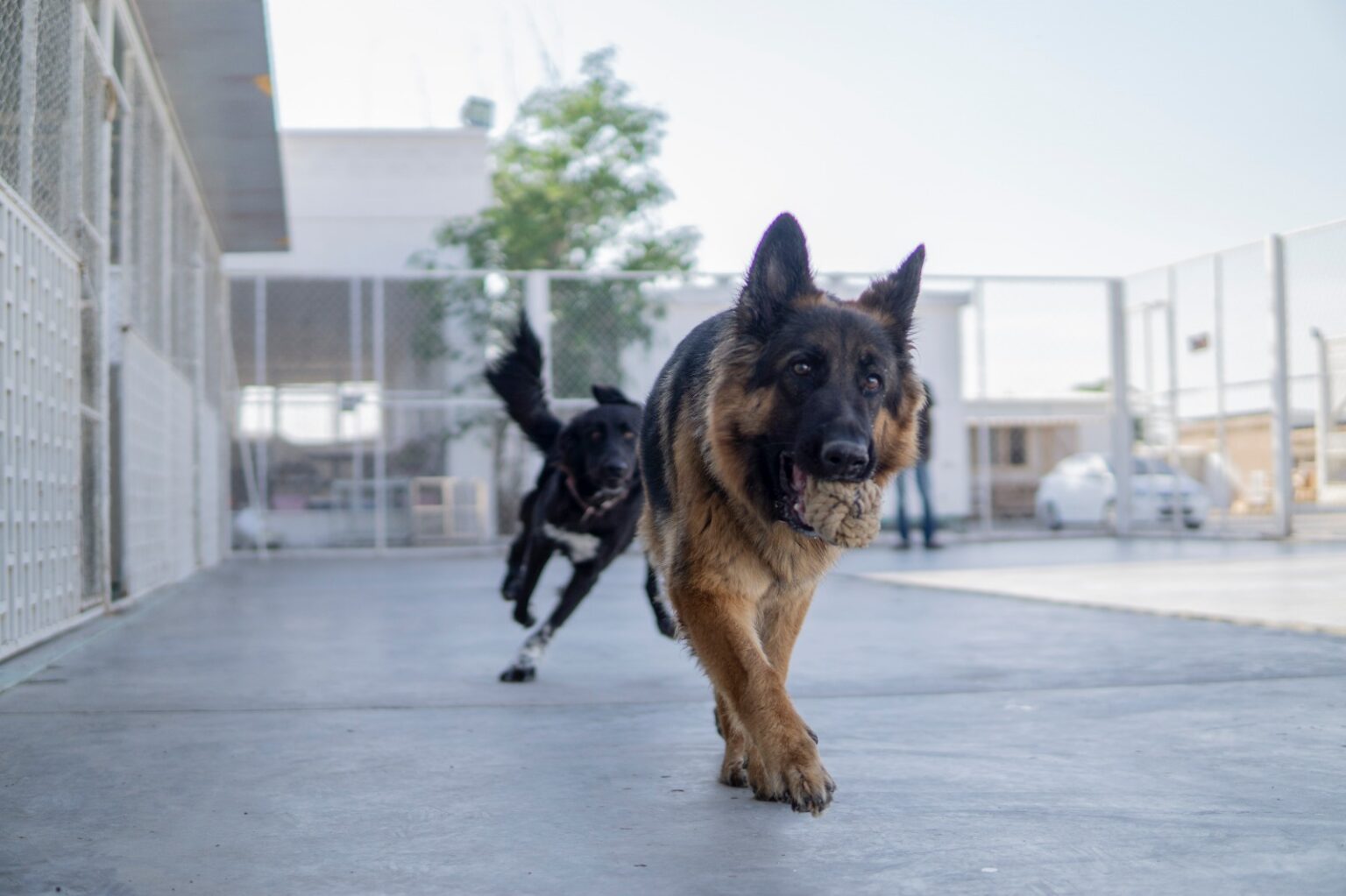 Paws Rescue Qatar SPCA International