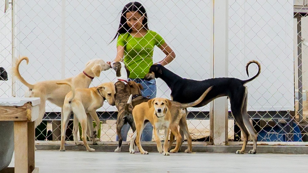 Paws Rescue Qatar SPCA International