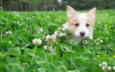 Happy Puppies and Kittens