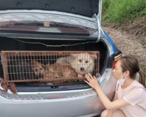 Rescuing Pups from the Meat Trade
