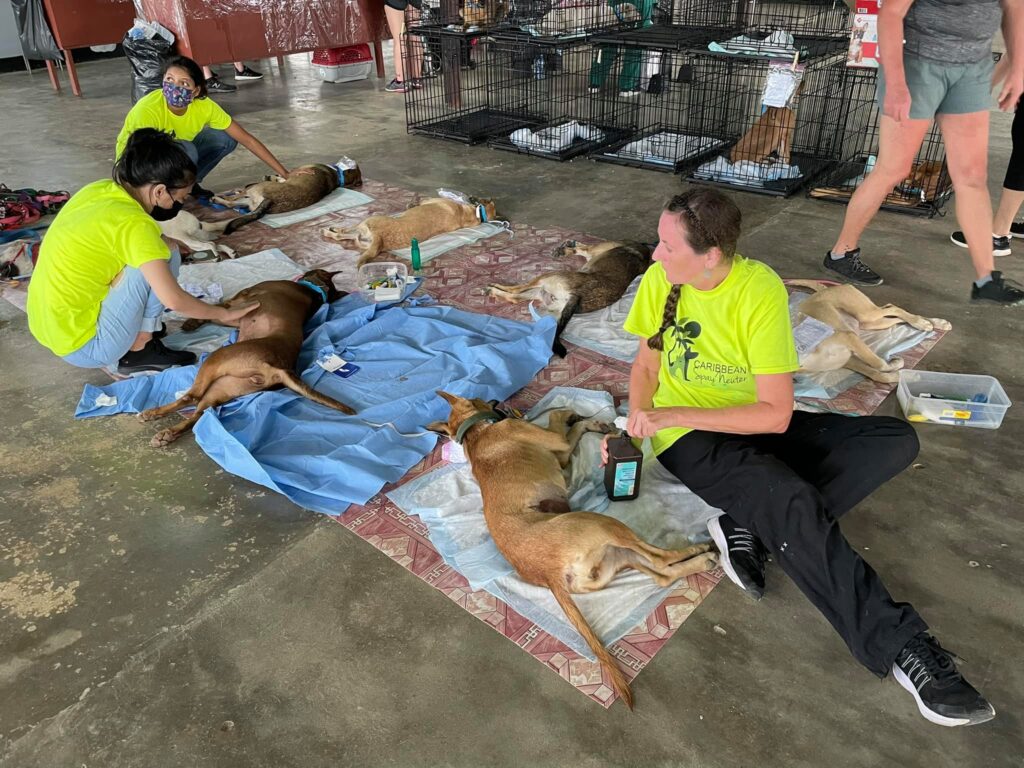 Caribbean Spay Neuter SPCA International