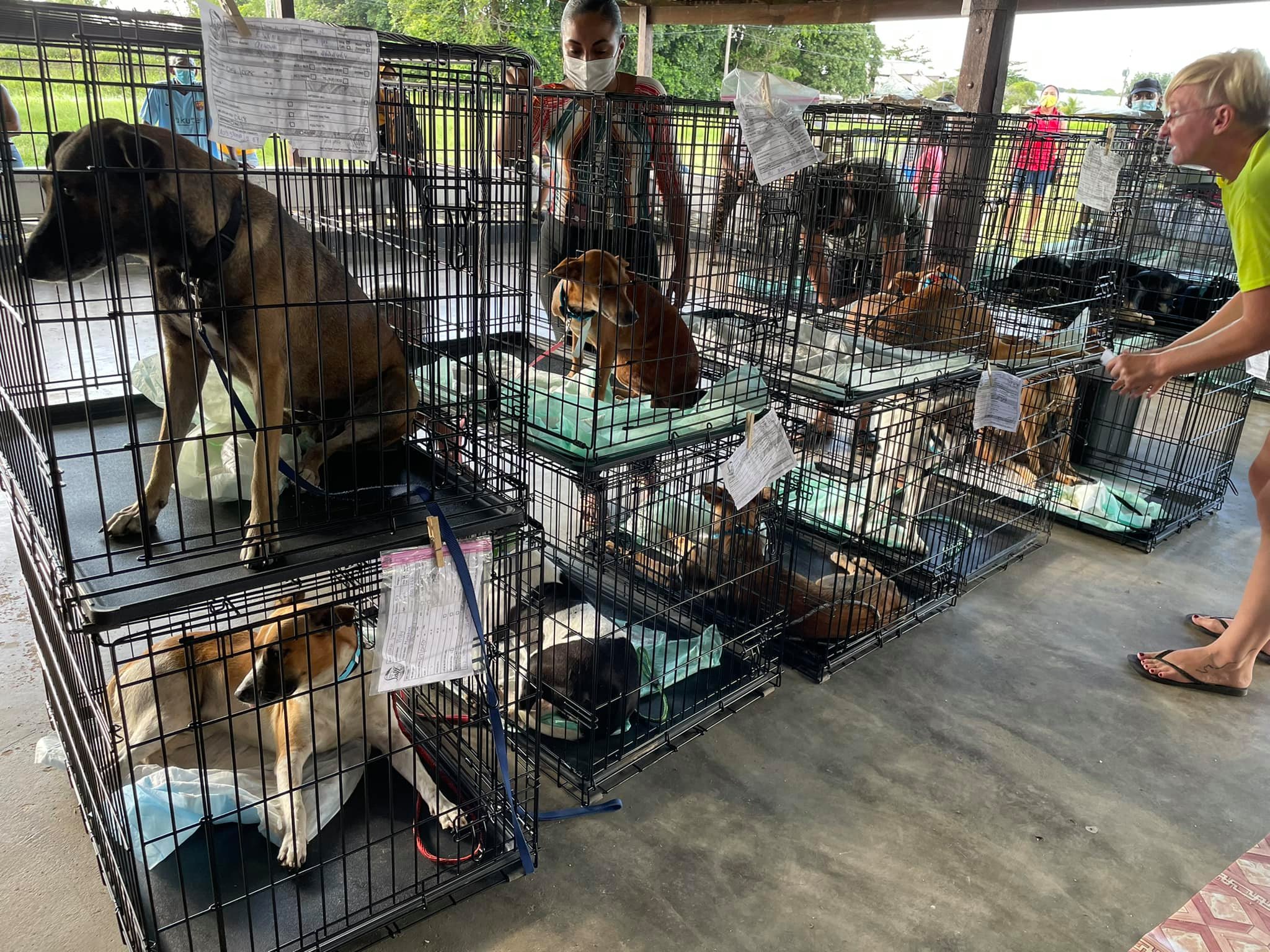 Caribbean Spay Neuter SPCA International