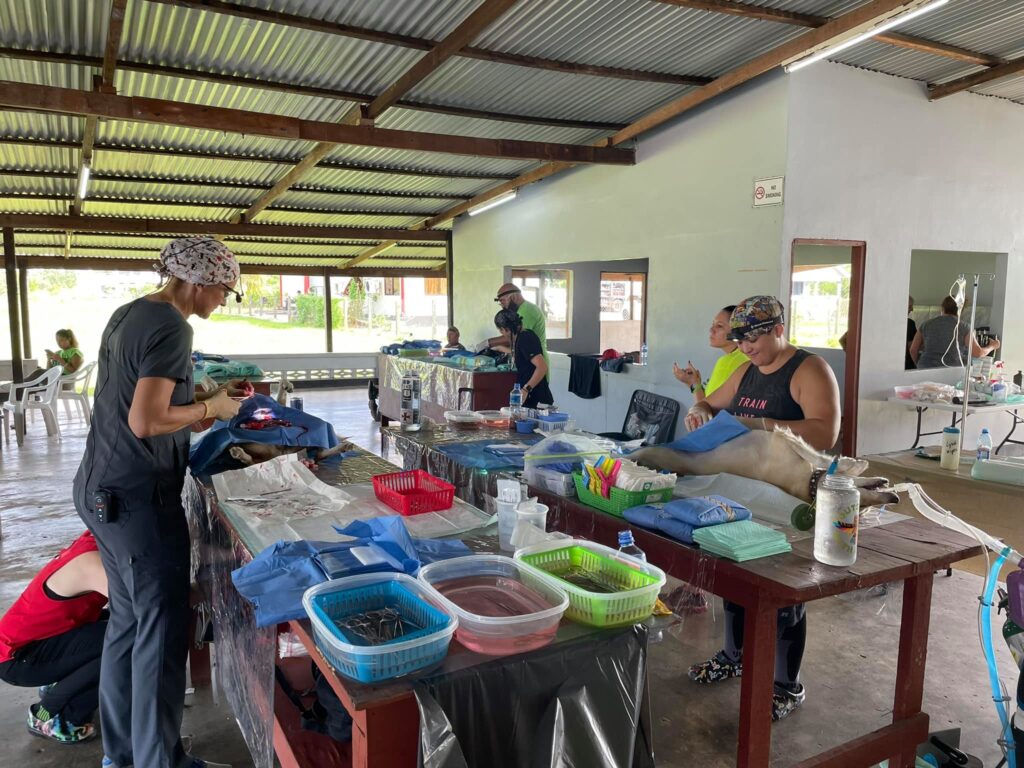 Caribbean Spay Neuter SPCA International