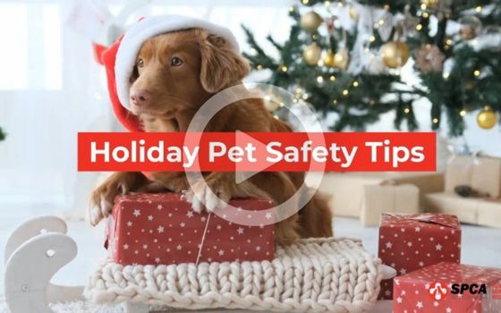 Holiday Pet Safety Tips