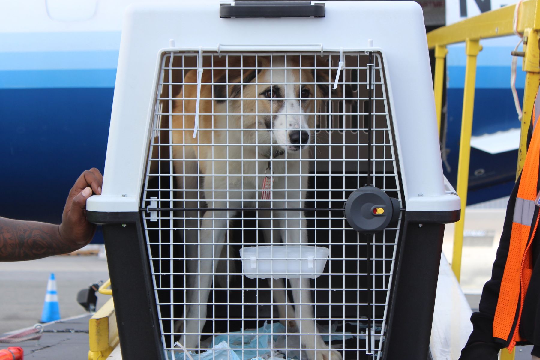 Your Generosity in 2022 - SPCA International