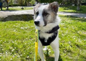 Available for Adoption: Mike
