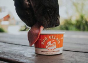 Mokie rescue dog