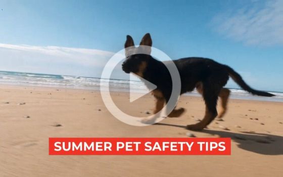Pet Summer Safety Tips
