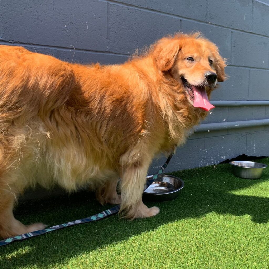 Golden retriever rescued from the dog meat trade.