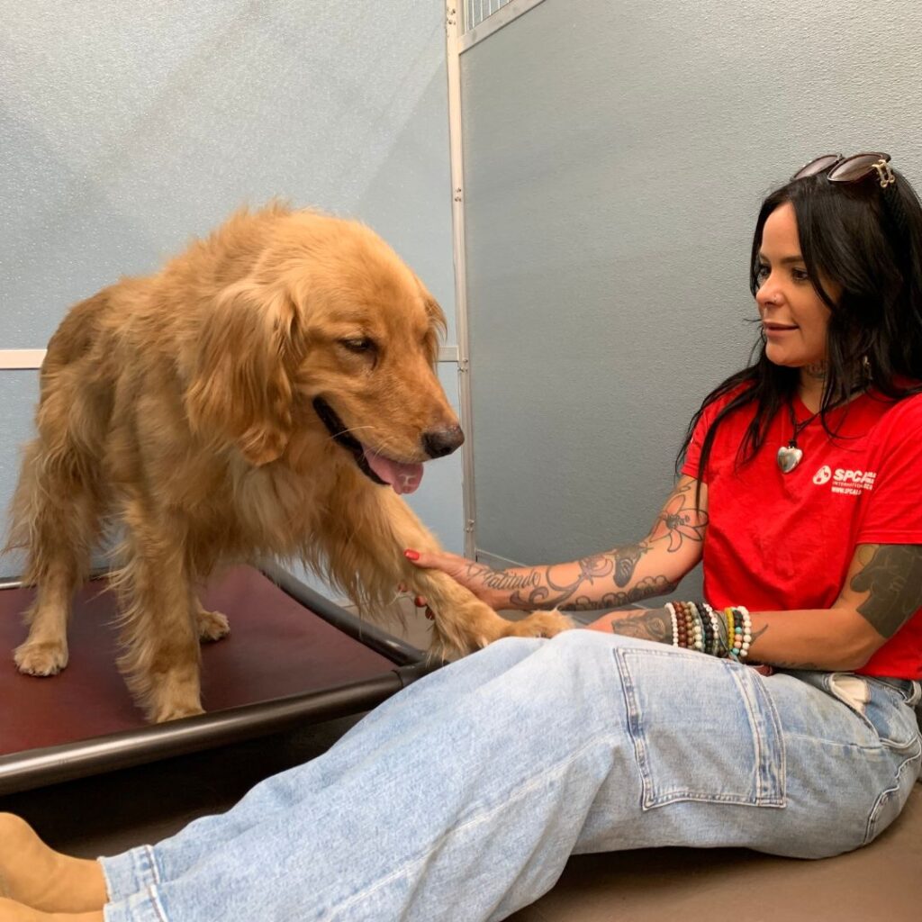 SPCA International volunteer with dog rescued from the dog meat trade.