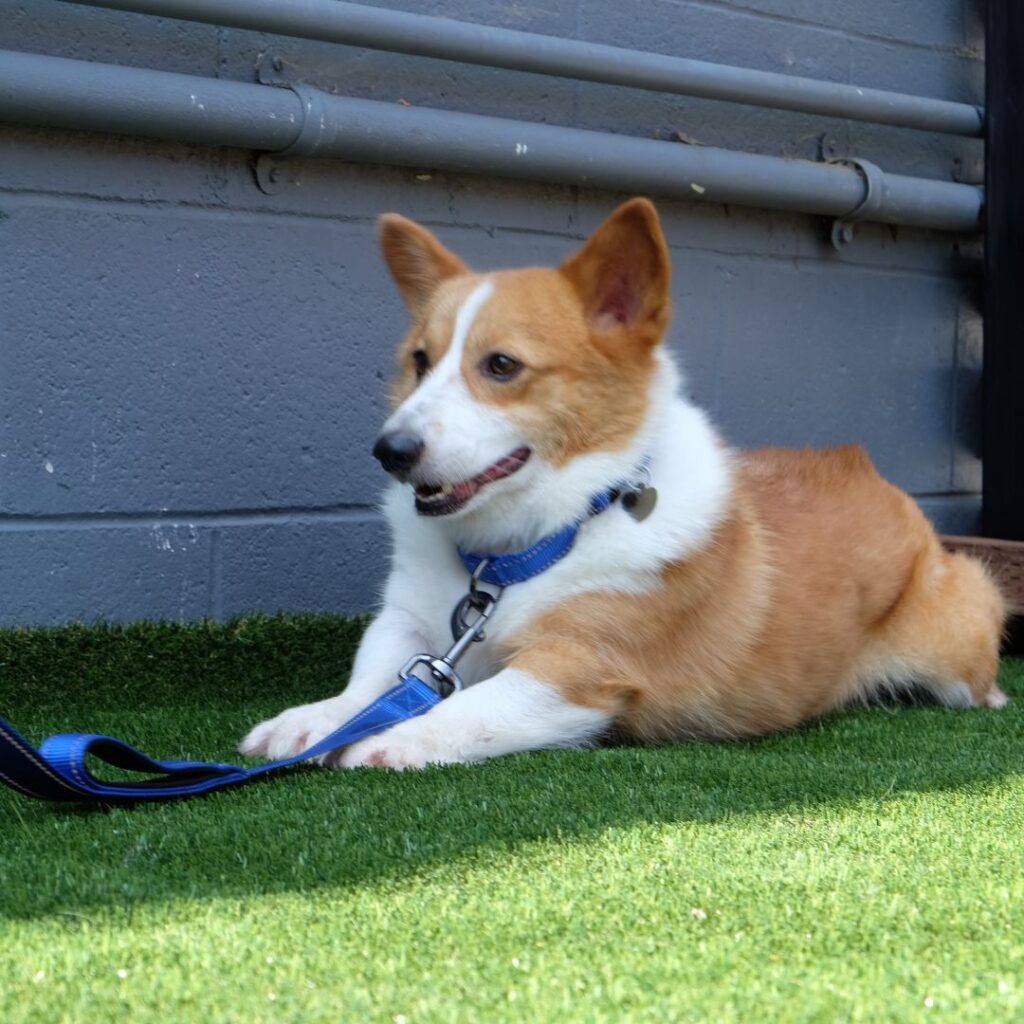 Corgi rescued from China's dog meat trade.