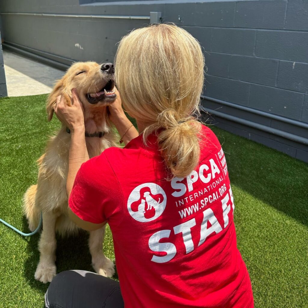 SPCA International staff member petting a dog rescued from the dog meat trade.