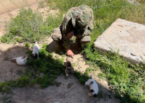 Freedom Four Puppies