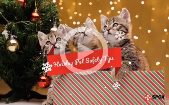 Holiday Pet Safety Tips