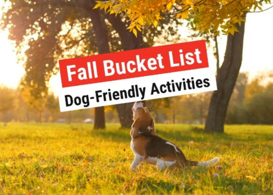 Autumn Adventures: Fun Fall Activities for Your Furry Friends