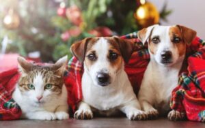 pet holiday shopping