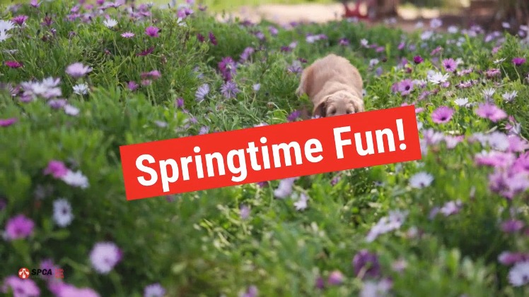 Springtime Fun!