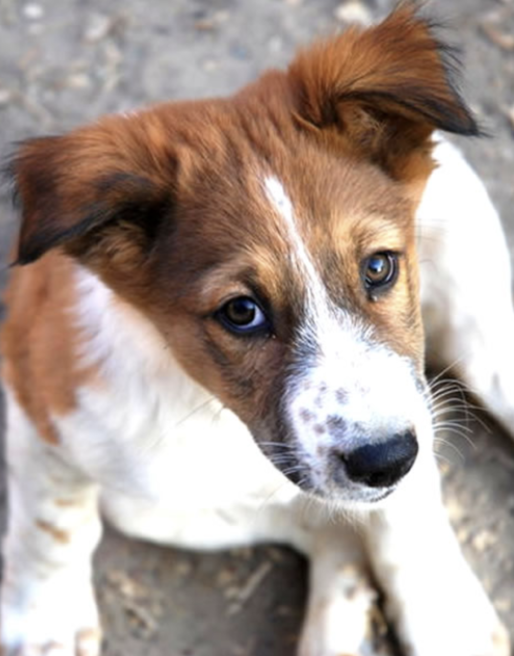 Stop the suffering. Save lives with SPCA International.