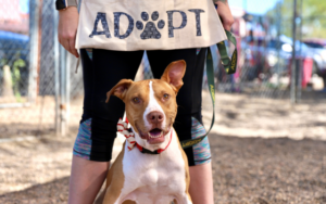 austin pets alive