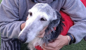 galgo