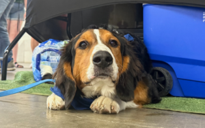 PAWs Recovery pup