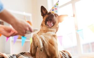 party dog