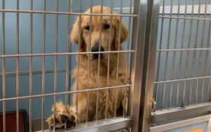 shelterpup
