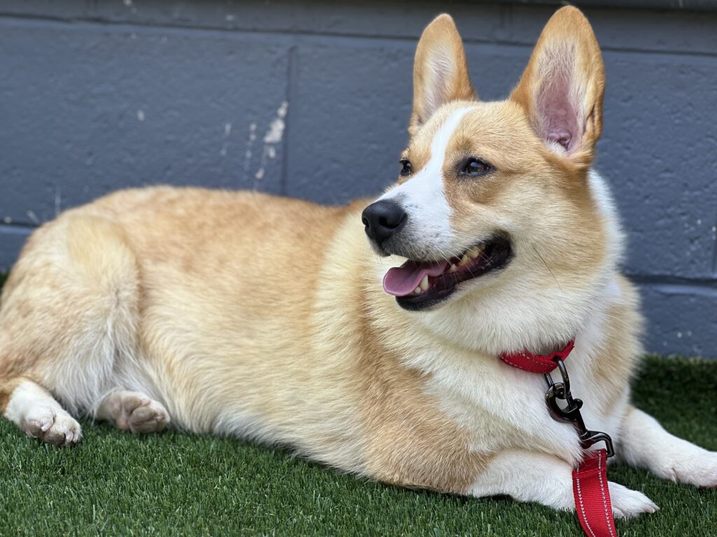 corgi-1024x768.jpg